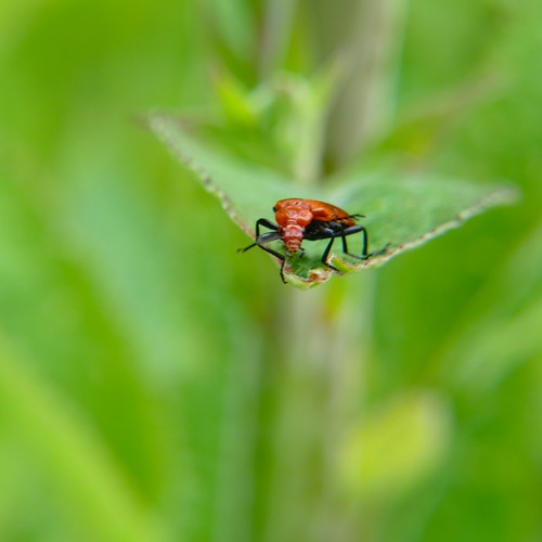 Cardinal beetle (Pyrochroa serraticornis) on teazle leaf