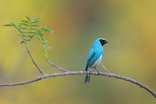 Swallow Tanager (male)