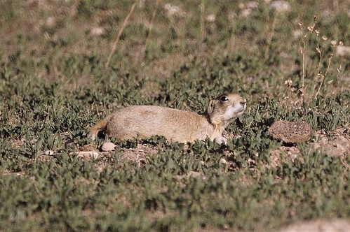prairie dog town utah rodent marmots burrowing