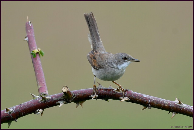 Fauvette grisette ( Sylvia communis )