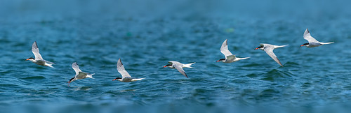 Tern Sequence