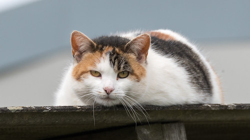barfordtop england europe greatbritain leicestershire saddington animal cat fauna pet