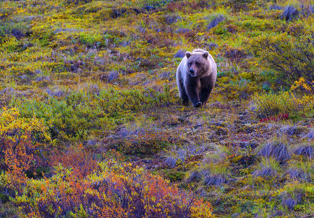 Brown Bear in Denali
