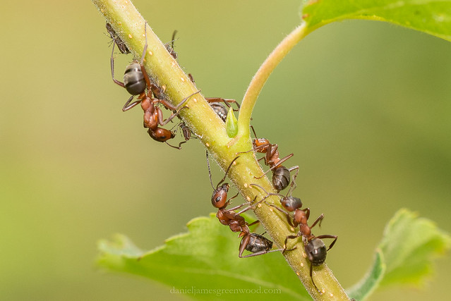 Ants farming aphids