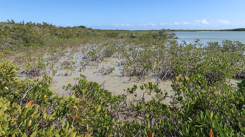 2017 20170413 april april2017 atlanticocean atlanticoceanlandscape bigtorchkey bigtorchkeylandscape dornroad florida floridakeys floridakeyslandscape floridalandscape floridamangroves img8952 middletorchkey middletorchkeylandscape monroecounty monroecountyflorida coastlandscape coastallandscape coastalplants coastlinelandscape halophytes landscape mangrove mangrovearea mangrovelandscape mangroveplants mangroveshrubs mangroveswamp mangroves mostlysunny oceanchannel oceanlandscape seascape shallowchannel shallowoceanchannel shallowwater shallows shrubs southflorida southernflorida sunnylandscape tropicallandscape tropicalplants tropicalvegetation