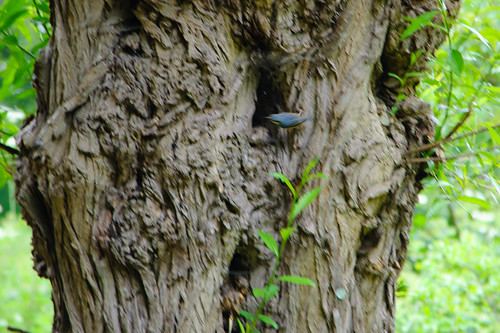 Nuthatch on a gnarly trunk