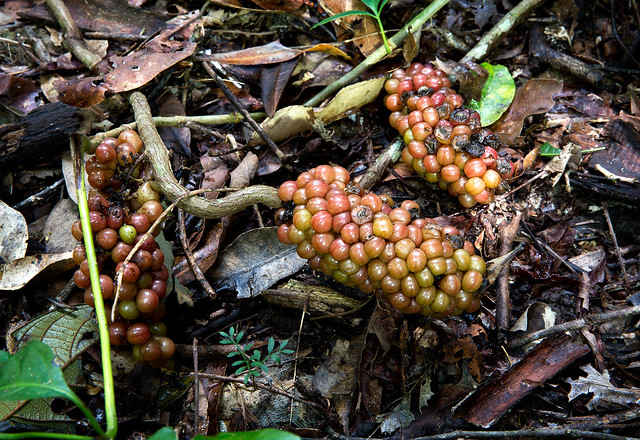 Sarcopetalum harveyanum fruit