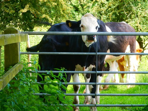 "And don't come back" - scary cows Pulborough Circular (actually quite docile - it was the mad-woman-with-dog who followed me through the field made things scary) (not one of us, either)