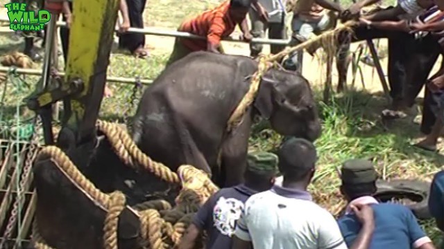 Embarrassed elephant calf chases his saviors