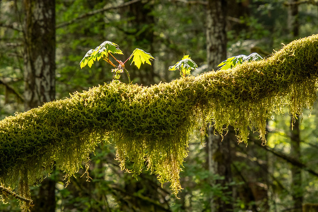 moss and leaves