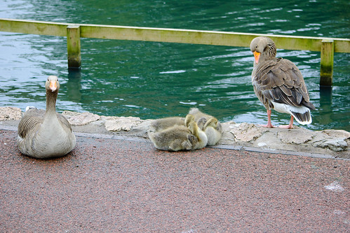 Greylag gosling trio by the shore, West Park