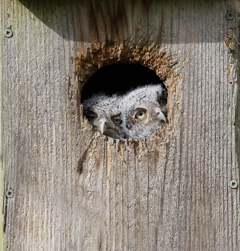 Eastern Screech Owl [young]