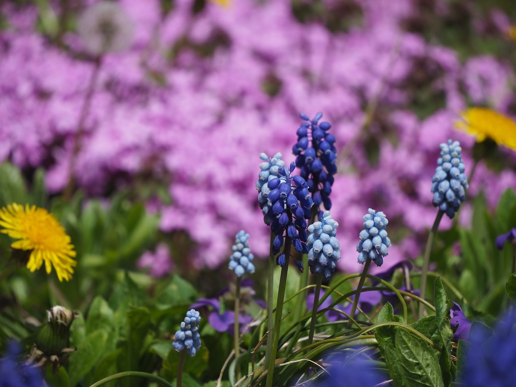 Muscari ムスカリ | Brooklyn Botanic Garden | lulun & kame | Flickr