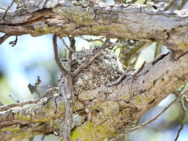 Blue-gray Gnatcatcher in Nest