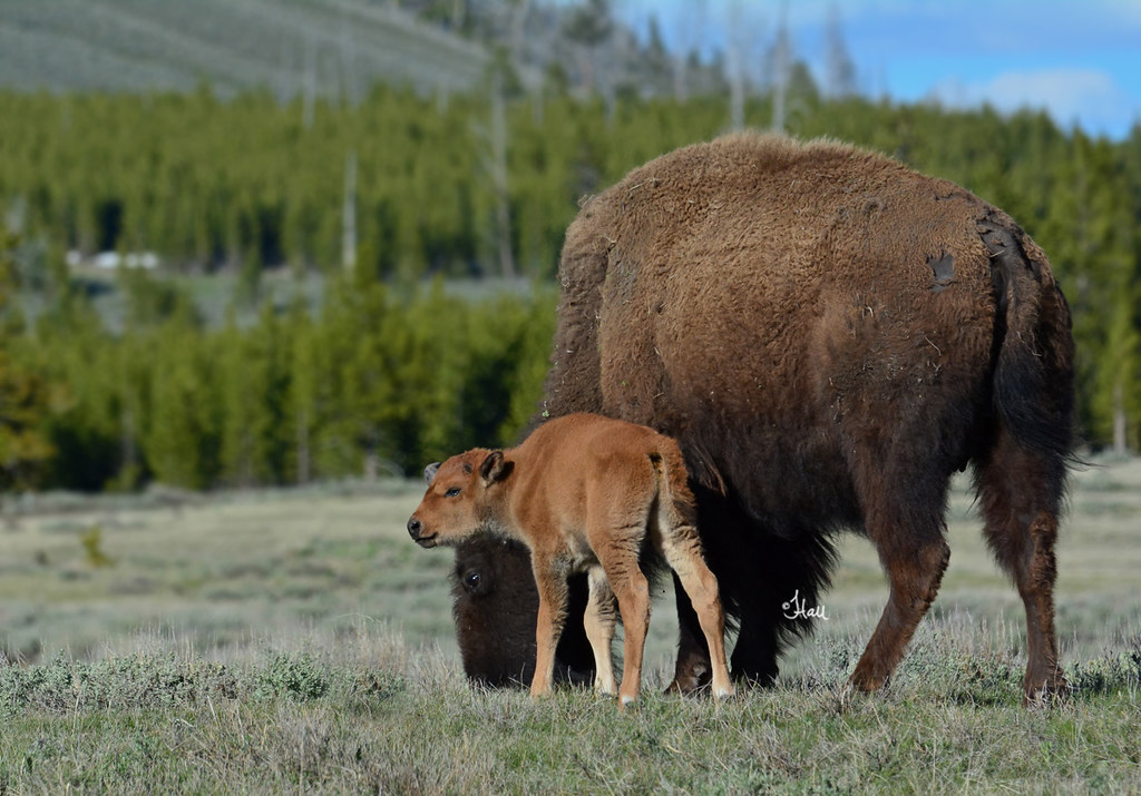 Bison Cow and Calf - 9247b+