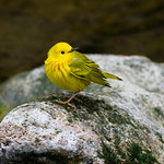 Warbler, Yellow Yellow Warbler, Beaver Creek Valley State Park