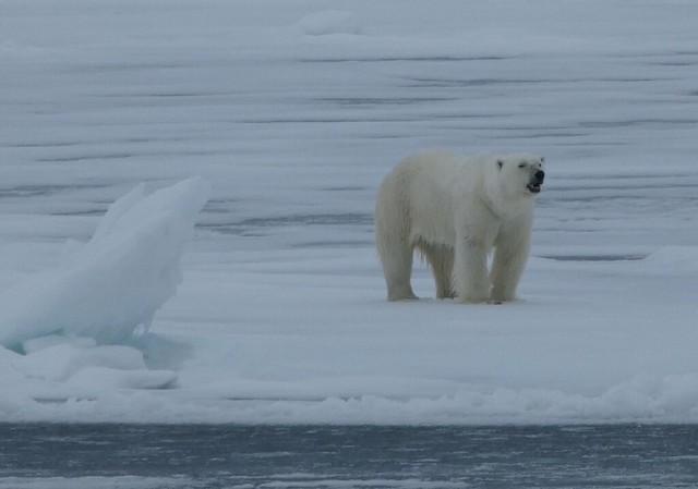 Oso polar en Svalbard