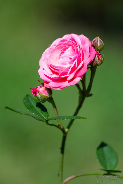 Pink rose - Rome Rose Garden