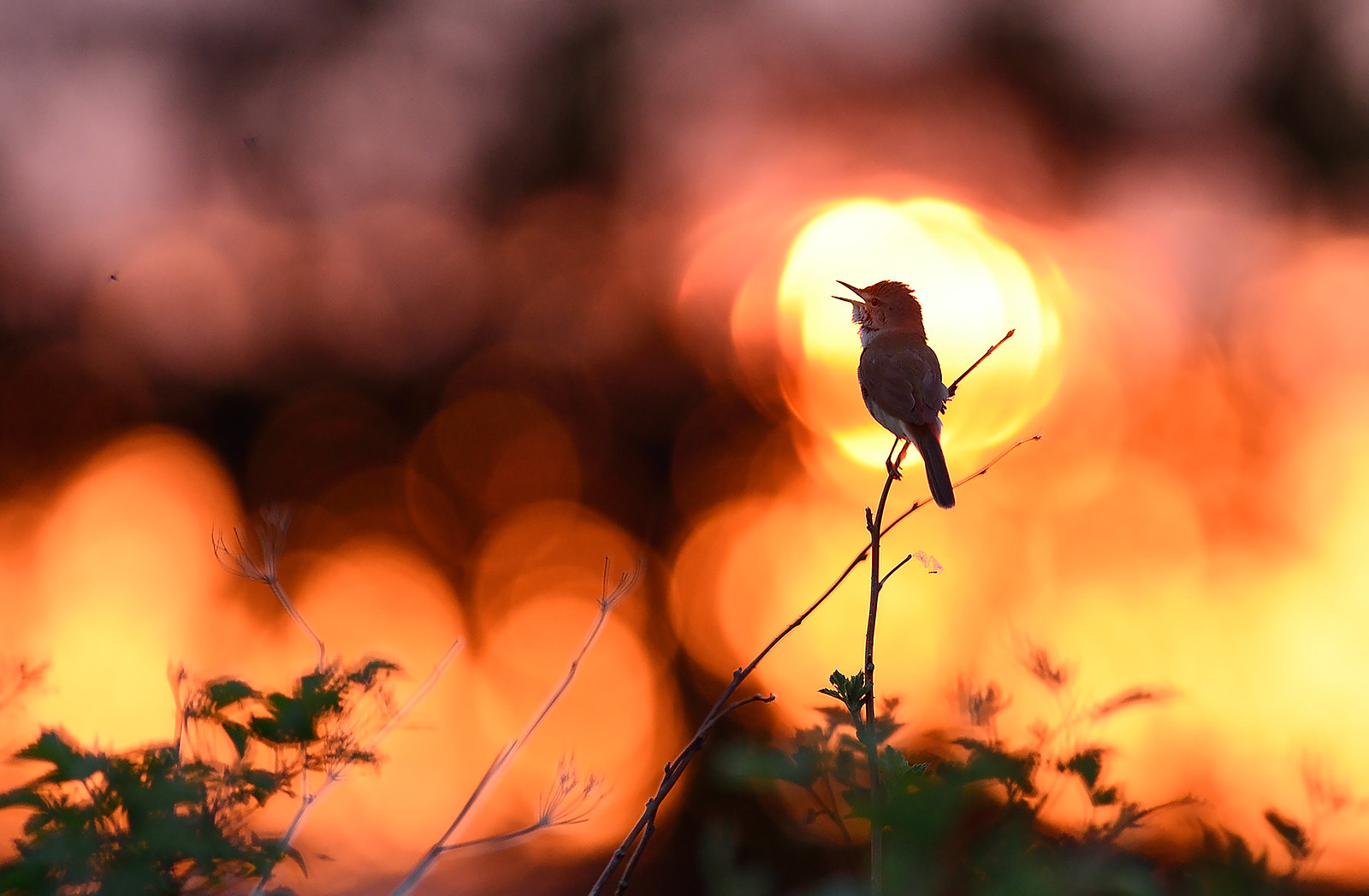 Слышишь песню соловья. Птицы на Восходе солнца. Птицы на рассвете. Птицы в лесу на рассвете. Природа птицы рассвет.