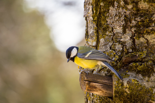 great tit