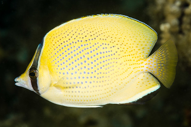 Speckled butterflyfish  - Chaetodon citrinellus