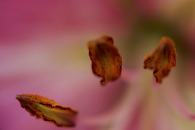 Stamens of lily