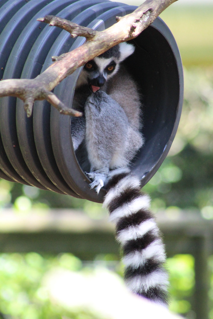 Ring Tailed Lemur - Monkey World