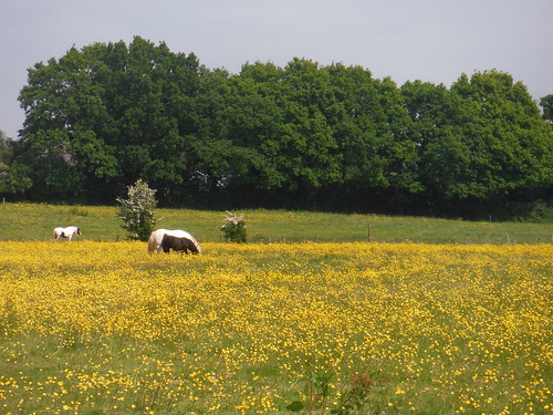 Horses in Wildflower Meadow SWC Walk 158 - Ingatestone to Battlesbridge or Wickford