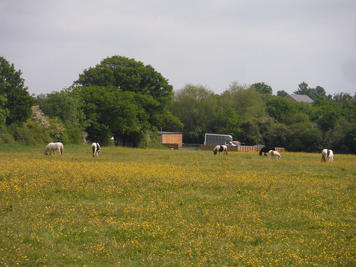 Horses in Wildflower Meadow SWC Walk 158 - Ingatestone to Battlesbridge or Wickford