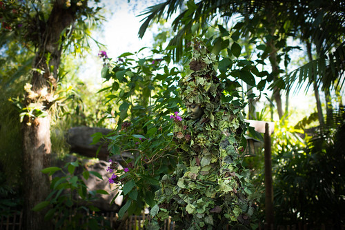 goinggreen disney disneyworld tehimages troyhoodimages color life plants green nikon d810 35mm14g adventure animalkingdom 35mm nature