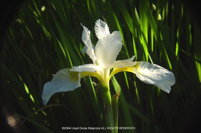 Siberian Iris SNOW WHEEL 20040623 138