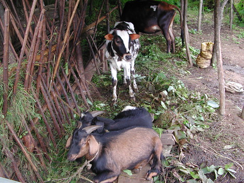 14 Goats p.14 | gvhj | Flickr