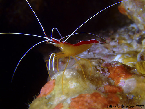 Cleaner Shrimp | by Patrick_Neumann