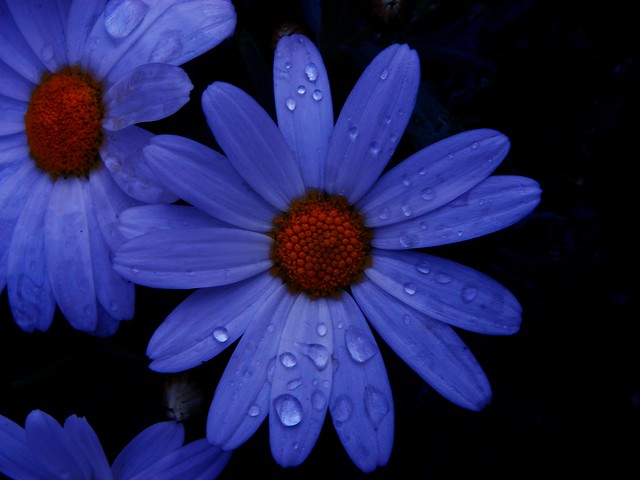 Aster flower at night