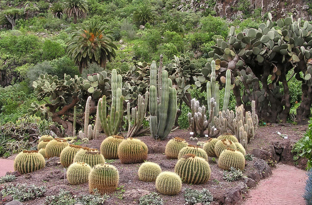 Bienes mejilla mientras tanto Cactus erizo Jardin Canario Las Palmas de Gran Canaria 076… | Flickr