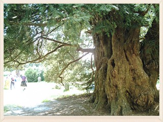 Balcombe round/circular 800 year old Yew at St Mary's Parish Church Slaugham; even older than some Ramblers. D.Allen Vivitar 5199 5mp