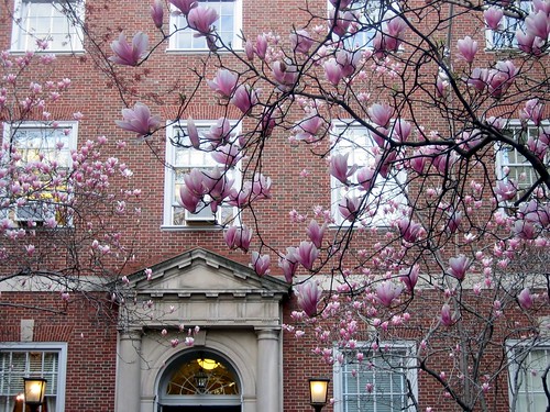 NYU Law in Spring