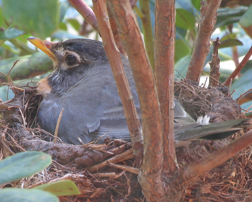 Mother Robin | This mother Robin is right outside of our gue… | Flickr
