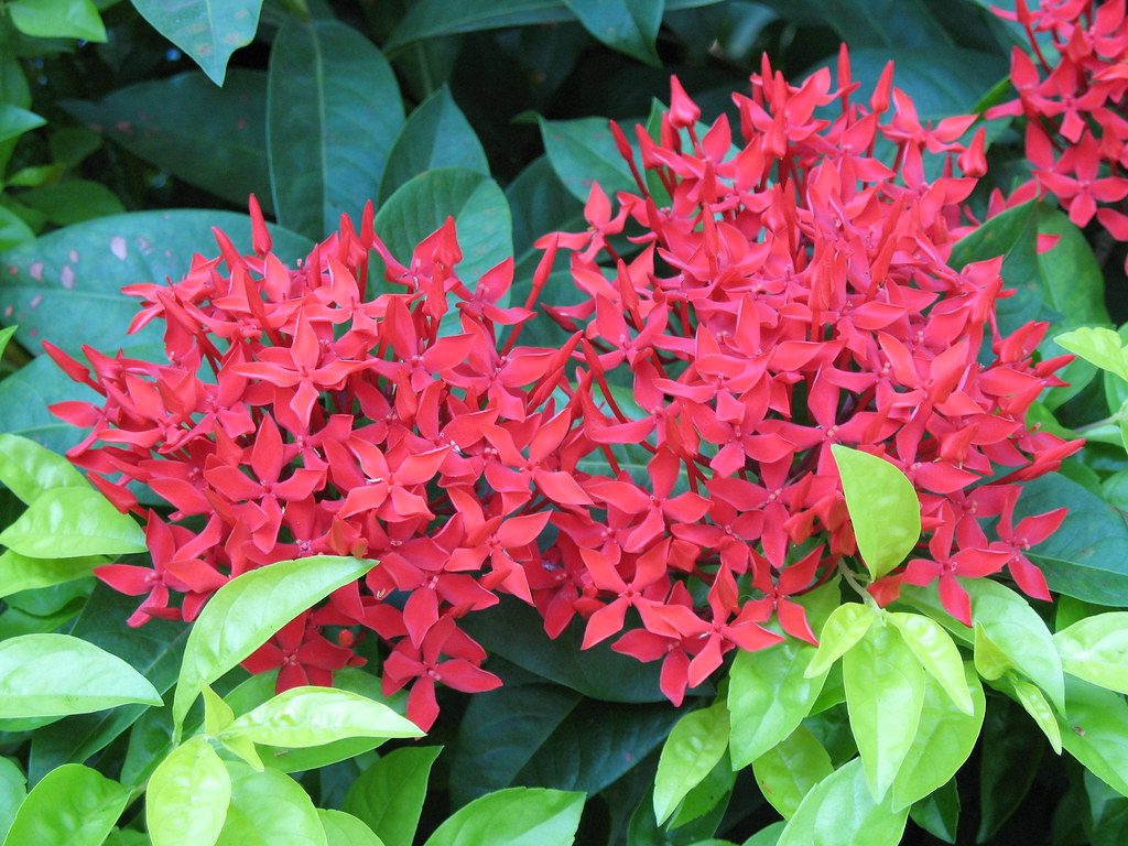 Chetti Flower Chetti flower | Kollam Alle !! from Challiyans Garden | SUJAY ...