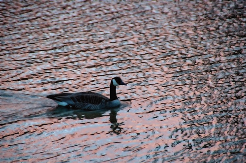 sunset goose swimming bird アルバータ州 alberta canada カナダ river lethbridge レスブリッジ 4月 四月 卯月 shigatsu uzuki unohanamonth 2018 平成30年 spring april