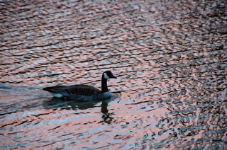 Sunset Goose Swimming