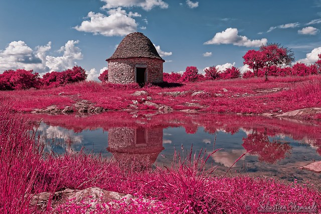 Life in pink - La vie en rose - Infrared