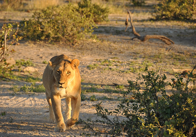Savuti lioness (Chobe)