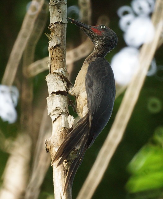 Ashy Woodpecker, Mulleripicus fulvus, Сулавесский мюллеров дятел