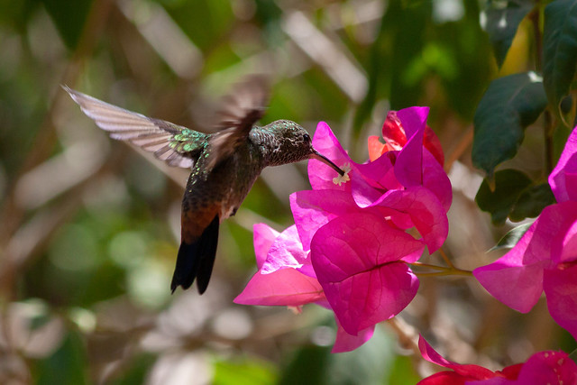 Feeding hummingbird