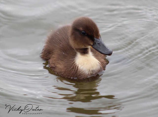Another cute duckling