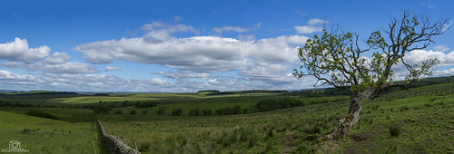 askertoncastle border sky tree wall panoramic sonya7 bewcastlefells bewcastle cumbria