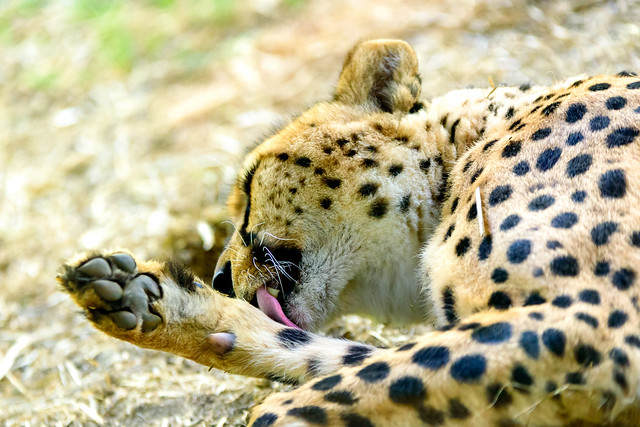 Asnaro, Male Cheetah of Yokohama Zoological Gardens :  チーターのアスナロ（よこはま動物園ズーラシア）