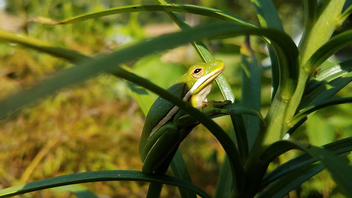 charlotte fauna greentreefrog hcinerea hylacinerea mecklenburgcounty nc northamerica northcarolina usa unitedstatesofamerica frog