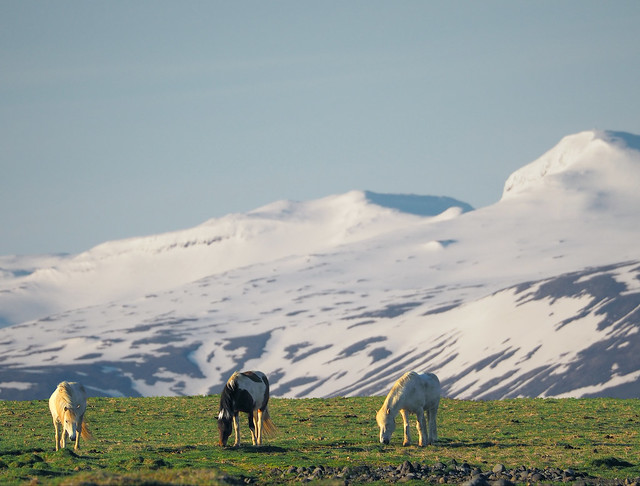 Icelandic horses in spring
